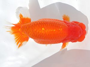 稲沢金鱗会　東大関　南　信一郎　知多郡