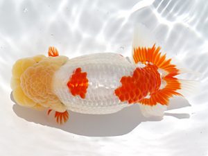 稲沢金鱗会　西大関　南　信一郎　知多郡