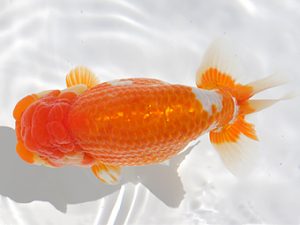 稲沢金鱗会　立行司　植田春寿　稲沢市