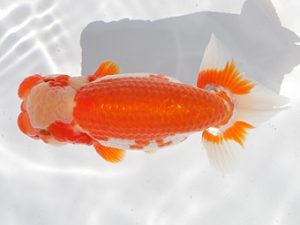 稲沢金鱗会　西取締　山下秀保　知多郡