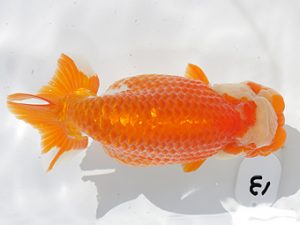 稲沢金鱗会　東大関　浅野昌明　羽島市