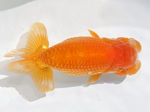 稲沢金鱗会　東取締　榊原英樹　知多郡