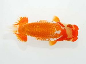 観栄らんちう会　東大関　神尾昭司　三島