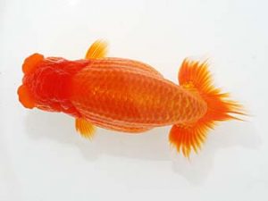 観栄らんちう会 西勧進元　鈴木和也　沼津