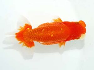 観栄らんちう会 行司一　下山敏春　三島