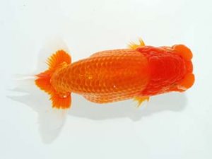 観栄らんちう会 行司二　小山徹志　山梨