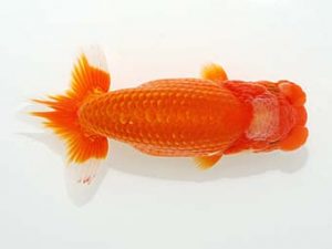 観栄らんちう会 行司三　小山徹志　山梨