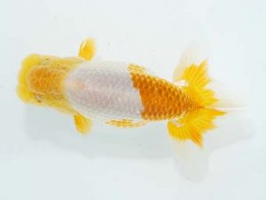 観栄らんちう会 西脇行司　御手洗逸夫　三島