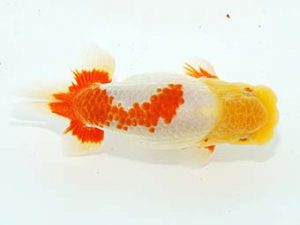 観栄らんちう会 東関脇　吉村友良　富士