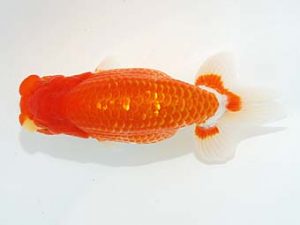 観栄らんちう会 東小結　鈴木和也　沼津