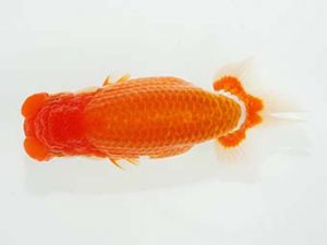 観栄らんちう会 西小結　小山徹志　山梨