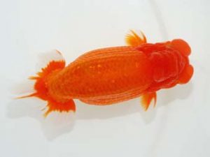 観栄らんちう会　東大関　五十嵐　稔　千葉