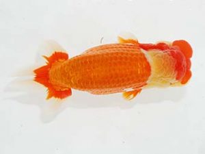 観栄らんちう会　西大関　小澤忠幸　沼津