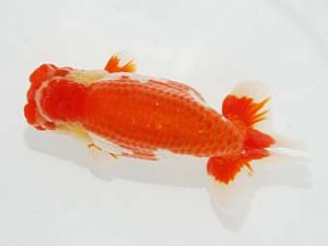 観栄らんちう会　立行司　小山徹志　山梨