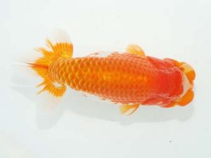 観栄らんちう会　東取締　庄村　清　山梨