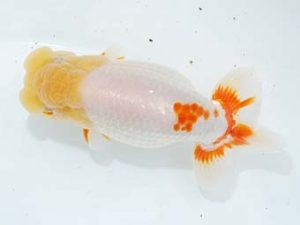 観栄らんちう会　西取締　中川昌洋　富士