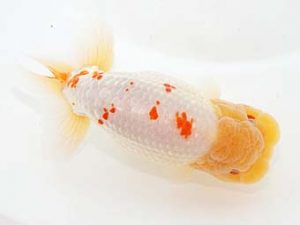 観栄らんちう会　米良富喜　三島