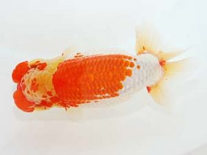 観栄らんちう会　西大関　川合実次　三島