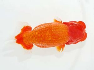 観栄らんちう会　立行司　高津克人　東京