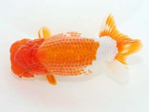 観栄らんちう会　東取締　中川昌洋　富士