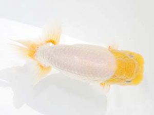 観栄らんちう会　西取締　米良富喜　三島