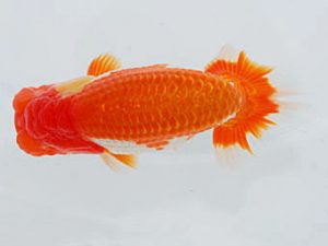 観魚会　東大関　齋藤一成　練馬