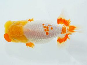 観魚会 勧進元一　大渕　功　木更津