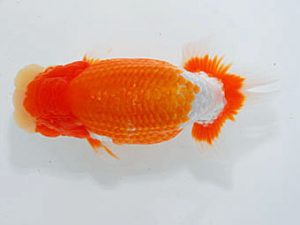 観魚会 勧進元二　高山真一郎　千葉