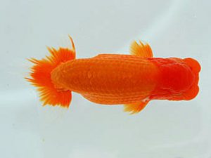 観魚会 行司一　矢ケ崎伸司　堀切