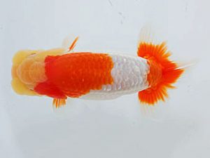 観魚会 行司二　篠　孝利　練馬