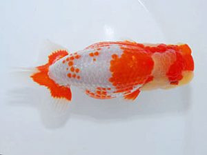 観魚会 脇行司一　登嶋秀法　足立