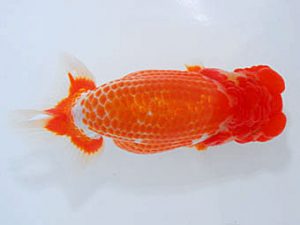 観魚会 脇行司二　高地辰夫　荒川