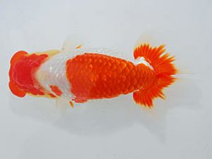 観魚会　西大関　末永春美　横浜