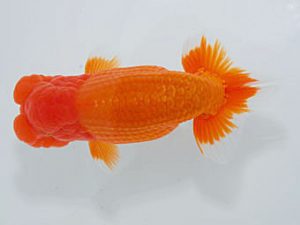 観魚会　立行司　佐俣　幸　伊勢崎