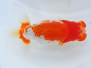 観魚会　取締一　安藤　寛　静岡