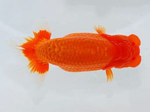 観魚会　取締二　鈴木　修　新潟