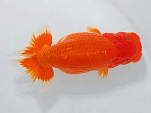 観魚会 東関脇　秋元和男　君津