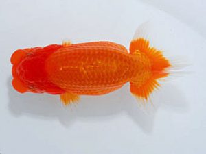 観魚会 東小結　高地成弥　荒川