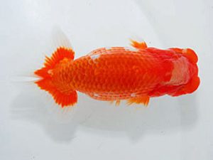 観魚会 西小結　登嶋秀法　足立