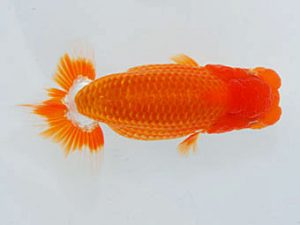 観魚会　東大関　丸山克昌　埼玉