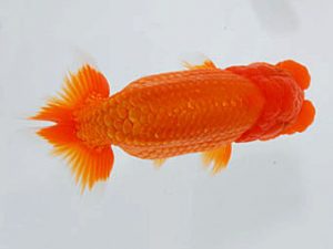 観魚会 勧進元二　佐藤昌央　立石