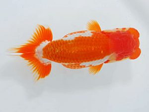 観魚会 行司一　矢ケ崎伸司　堀切