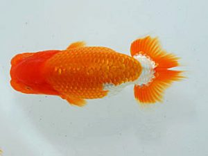 観魚会 行司二　高尾直美　倉敷