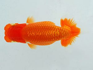 観魚会 行司三　安藤　寛　静岡