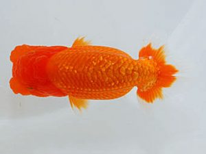 観魚会 脇行司一　影山　繁　沼津