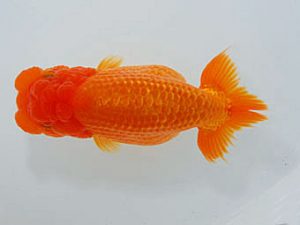 観魚会 脇行司二　川田正昭　所沢