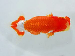 観魚会　西大関　黒澤義男　茨城