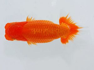 観魚会　立行司　木村太一　倉敷