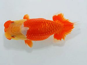 観魚会　取締一　池田伸次　新潟