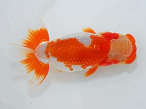 観魚会　取締二　目黒康弘　足立